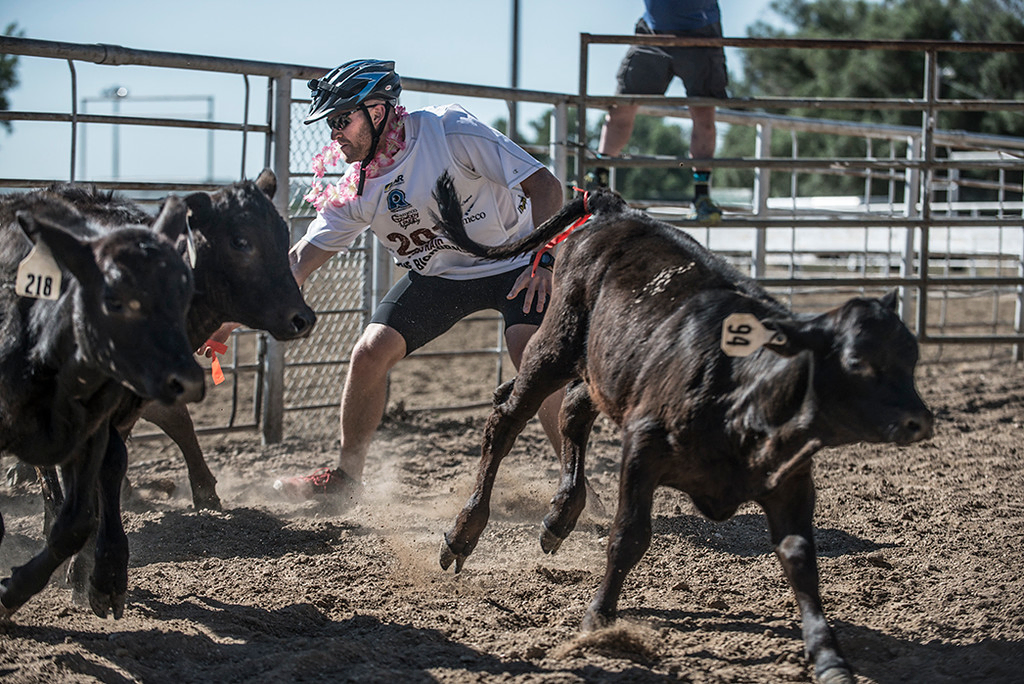 Eric chasing cattle